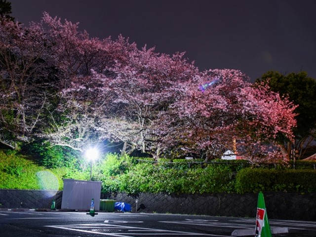 浜松城桜まつり2023のライトアップの見どころと時間