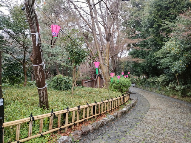 浜松城桜まつりの浜松城公園の桜のライトアップ