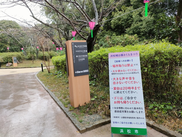 浜松城桜まつりの見頃と開花状況が混雑に影響