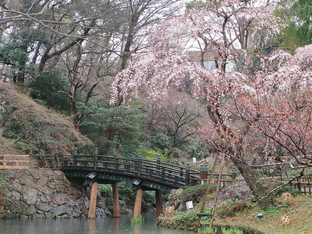 浜松城公園内にある日本庭園の桜のライトアップ