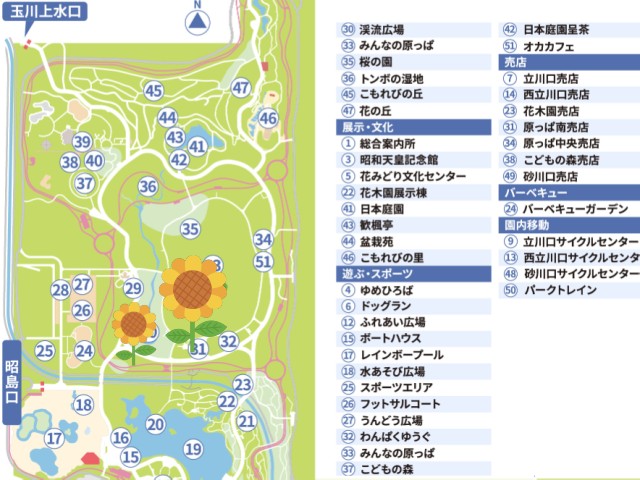 昭和記念公園のひまわり畑の見頃はいつからいつまで