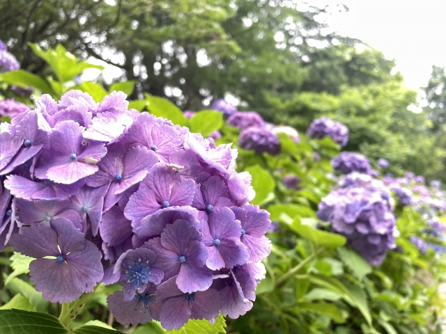 鶴舞公園の紫陽花の混雑状況は？