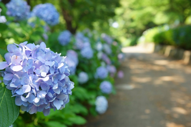 鶴舞公園の紫陽花の見頃はいつからいつまで
