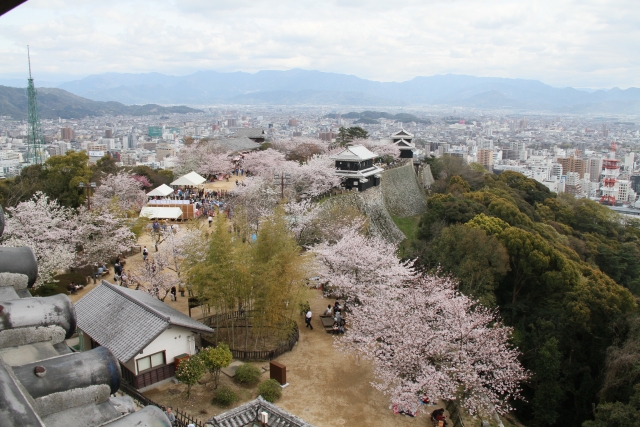 松山城桜まつりの見頃と開花状況が混雑に影響