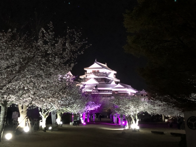 松山城桜まつり2024はライトアップがすごい！