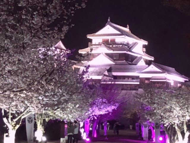 松山城桜まつり2024はライトアップがすごい！見頃の混雑状況も